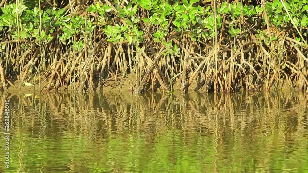 Ripples on the green surface of the water and the roots of mangroves Ripples on the green surface of the water and the roots of mangroves