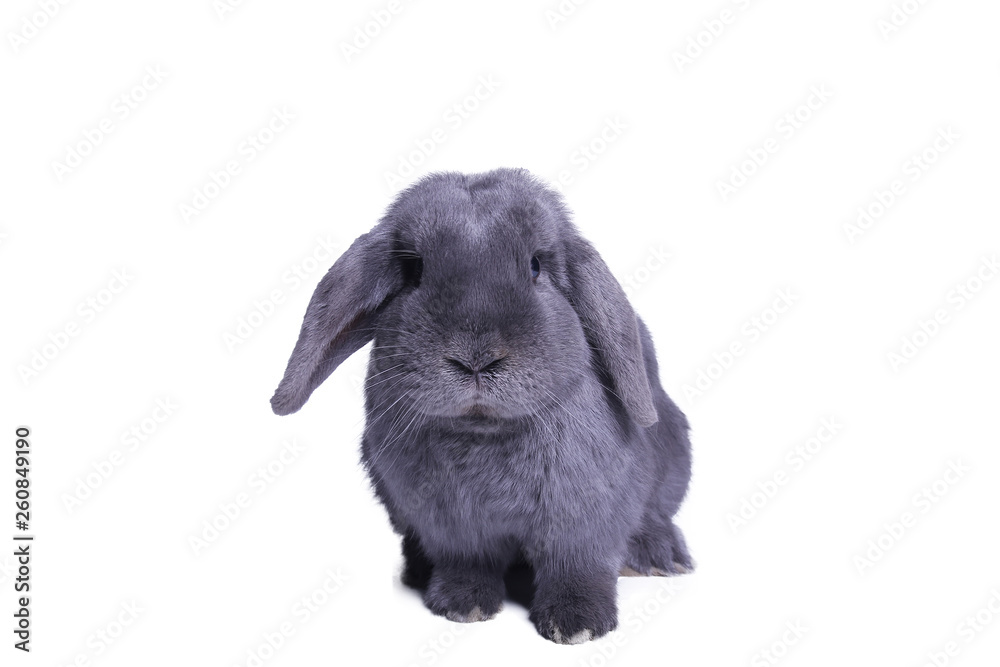 Beautiful grey rabbit in front of a white background Beautiful grey rabbit in front of a white background