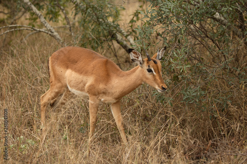 Schwarzfersenantilope / Impala / Aepyceros melampus