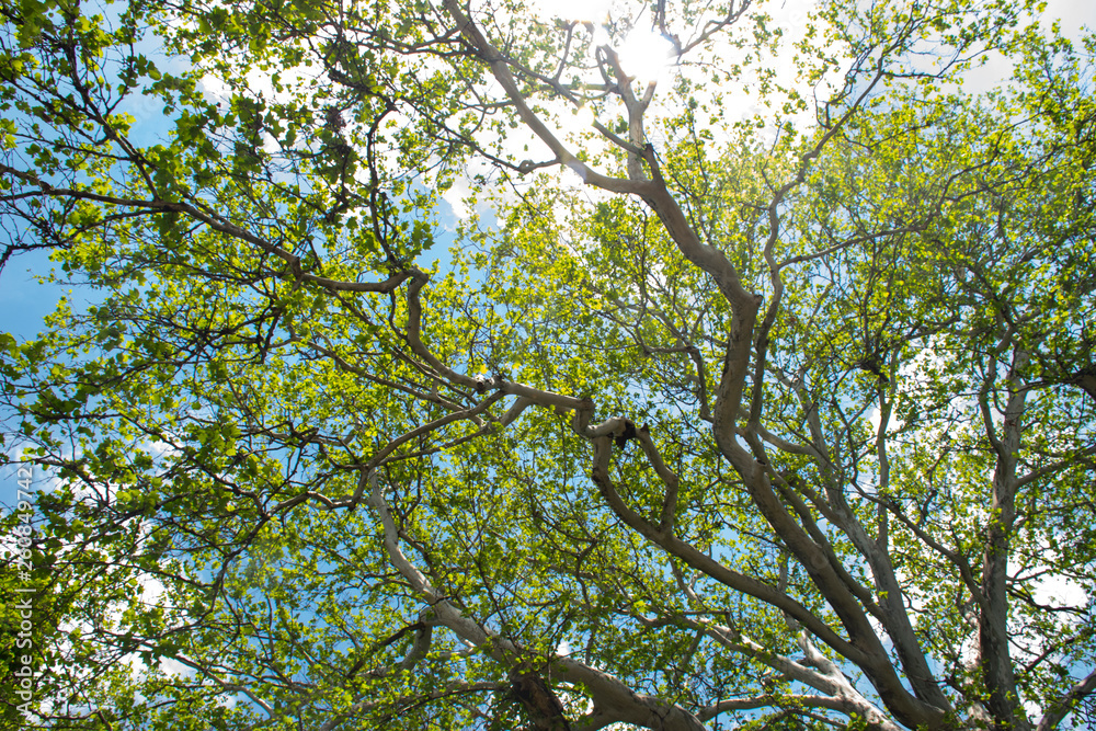 Treetops framing the sunny blue sky Treetops framing the sunny blue sky