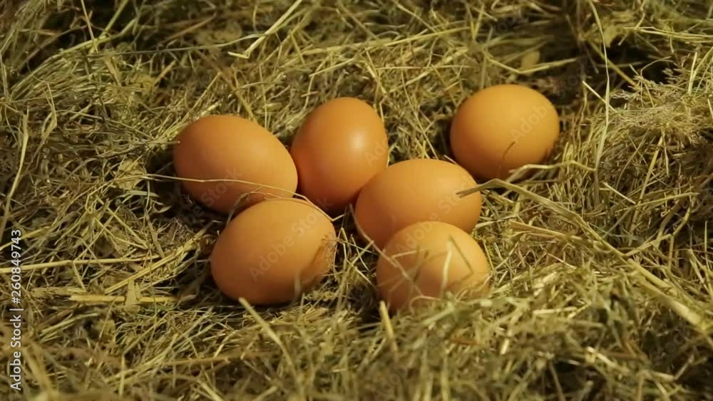 Chicken eggs in the nest. Eggs close up. Collect eggs from the chicken coop. Fust zoom in. Healthy food, preparation for Easter