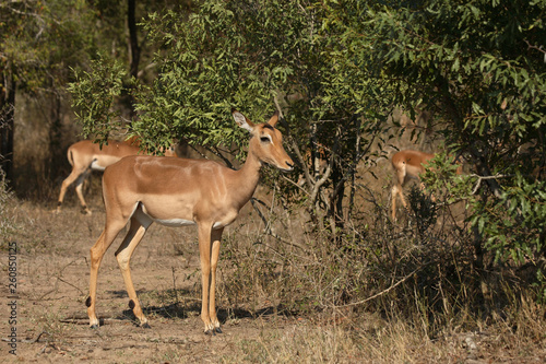 Schwarzfersenantilope   Impala   Aepyceros melampus