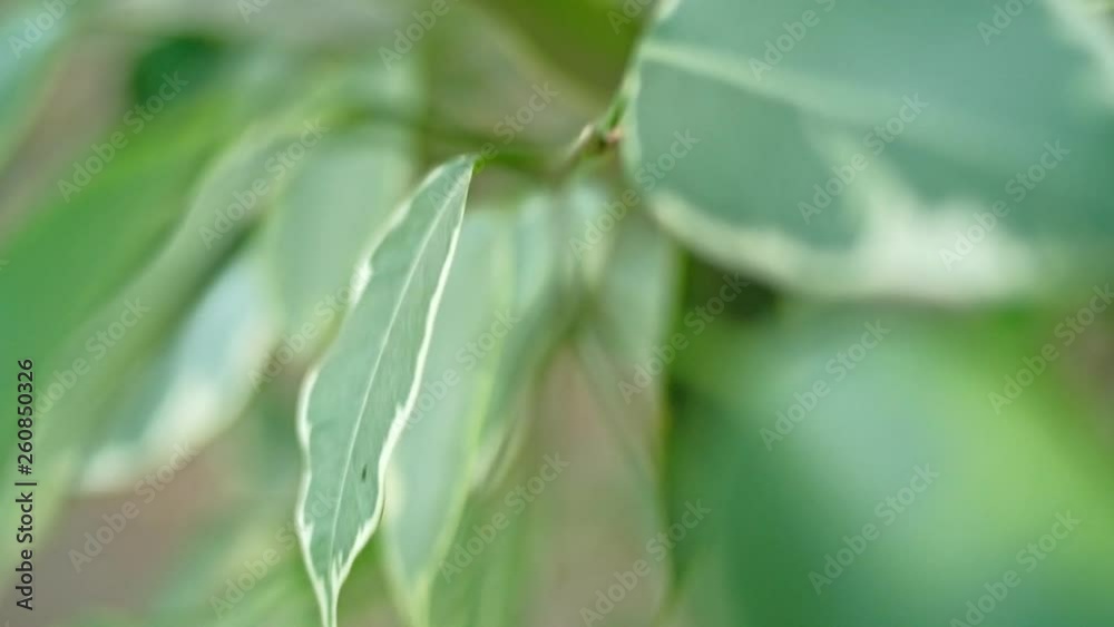 ficus religiosa green leaves of plant ficus religiosa green leaves of plant