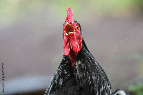 Close up portrait of a chicken squawking