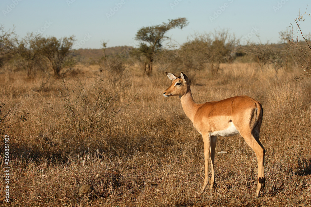 Schwarzfersenantilope / Impala / Aepyceros melampus Schwarzfersenantilope / Impala / Aepyceros melampus