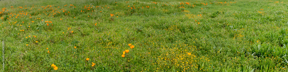 A panoramic of a grassy field with California poppies growing. Other flowers are also growing in this field.