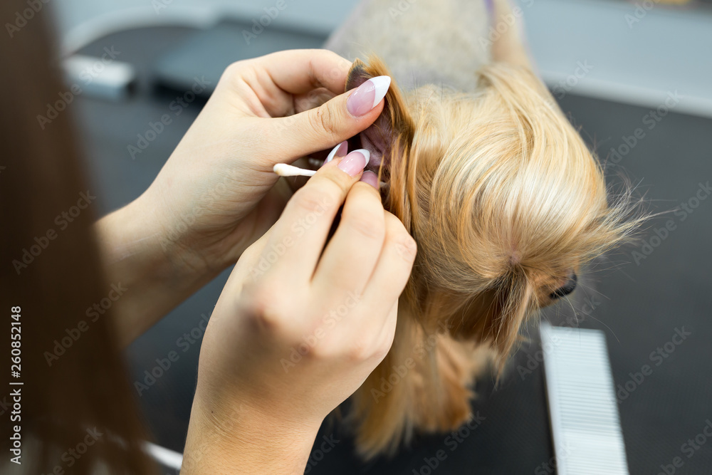 Fototapeta premium Dog grooming - yorkshire terrier getting ears cleaned by woman