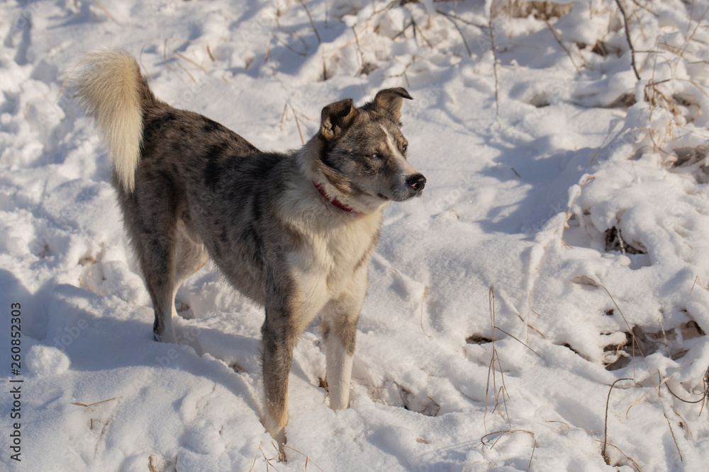 Naklejka premium The alpha male of the Australian Shepherd dominates the winter forest. The predator controls its territory. Bypass possession.