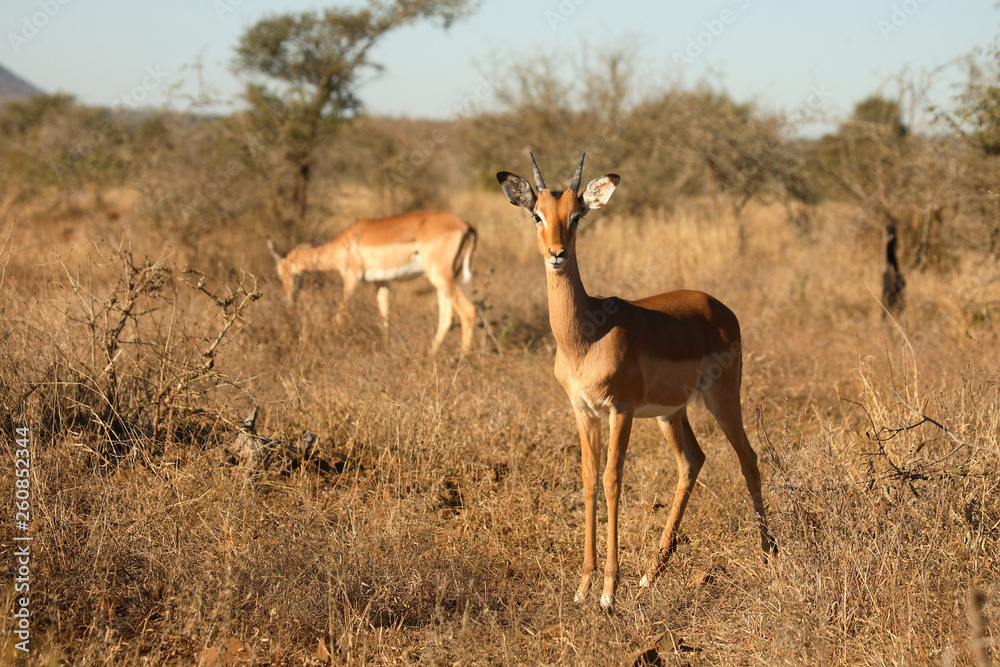 Naklejka premium Schwarzfersenantilope / Impala / Aepyceros melampus