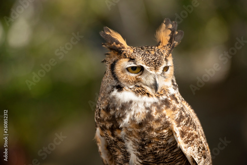 Great Horned Owl 02