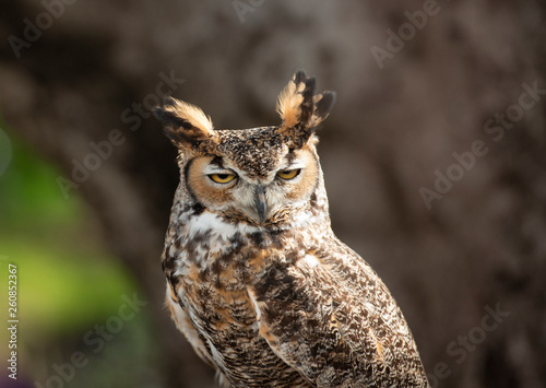 Great Horned Owl 03