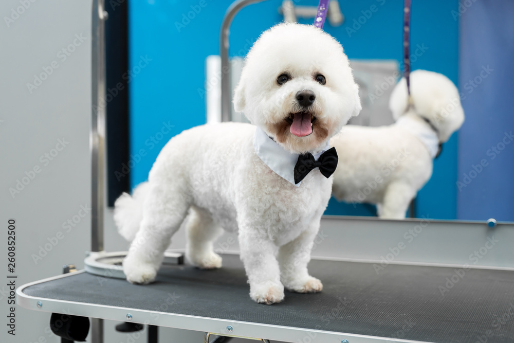 how do you brush a bichon frise