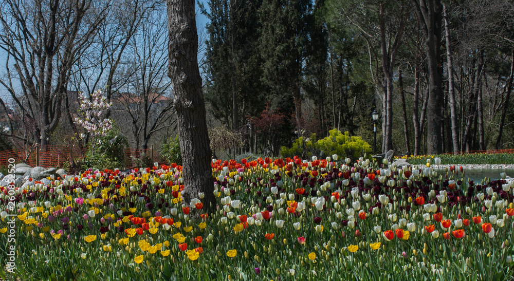 Beautiful tulips flower in tulip field by the pond Beautiful tulips flower in tulip field by the pond