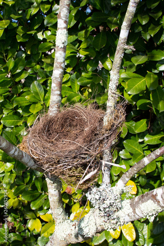empty bird nest on tree in home garden