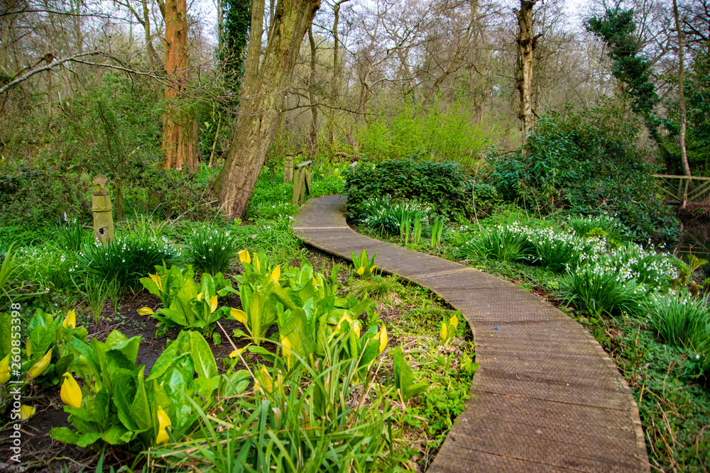 A path in the centre of the pictures, surrounded by yellow flowers and trees, A path in the centre of the pictures, surrounded by yellow flowers and trees,