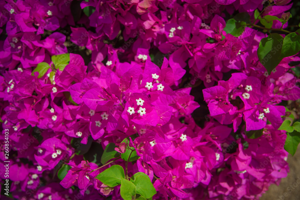 Bright pink tropical flowers. Thickets of bougainvillea. Fresh lush inflorescence in green foliage. Floral background. Bright pink tropical flowers. Thickets of bougainvillea. Fresh lush inflorescence in green foliage. Floral background.