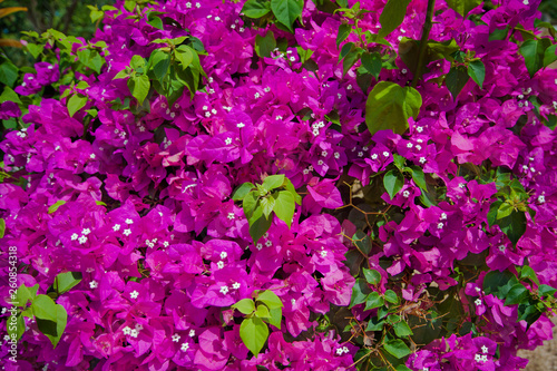 Bright pink tropical flowers. Thickets of bougainvillea. Fresh lush inflorescence in green foliage. Floral background.