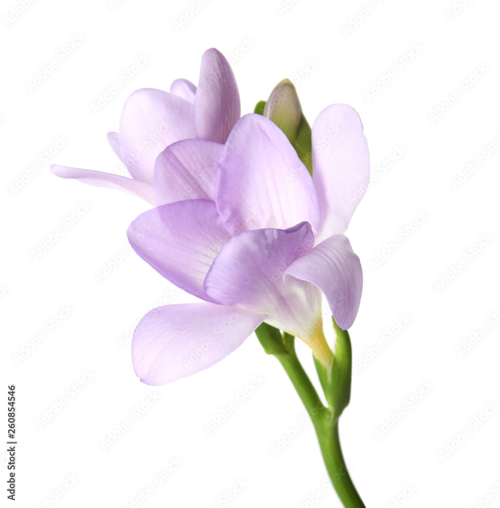 Fototapeta premium Beautiful freesia with fragrant flowers on white background