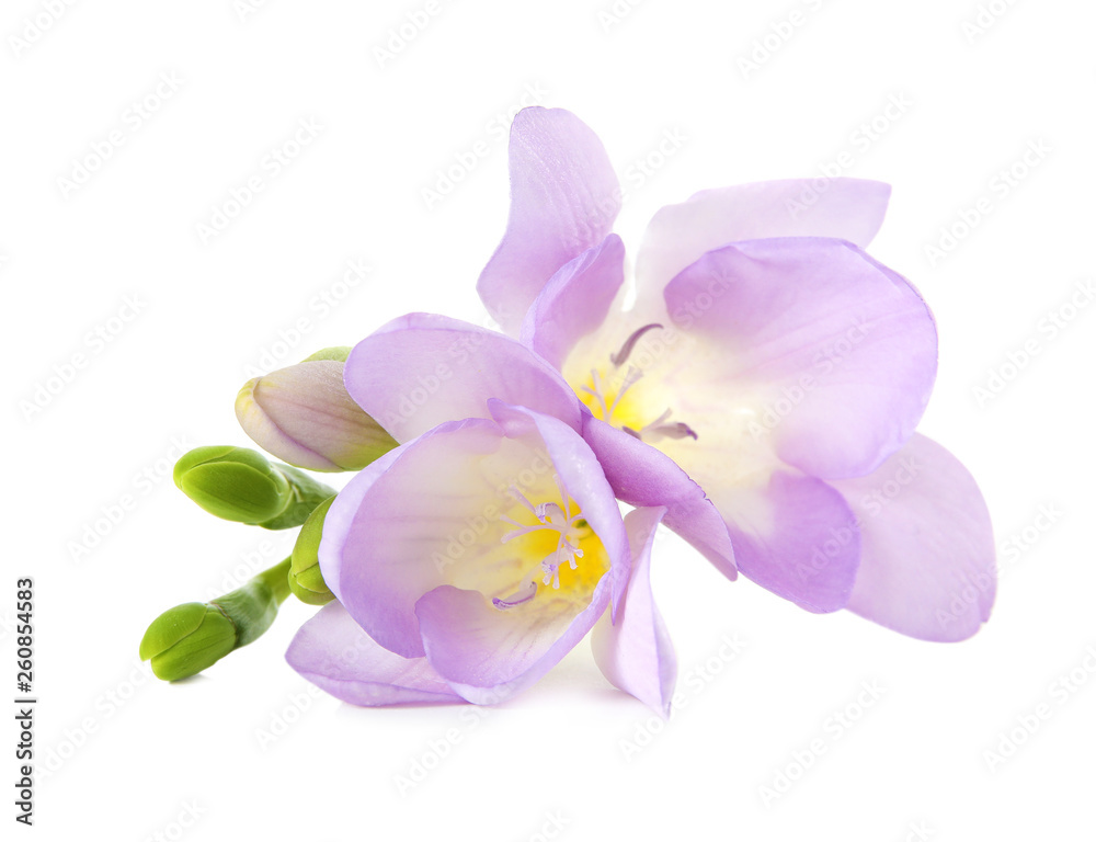Beautiful freesia with fragrant flowers on white background Beautiful freesia with fragrant flowers on white background