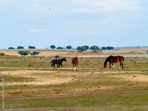Brown horses and a black colt in the dehesa in Salamanca (Spain). Ecological extensive livestock concept. © anuskiserrano