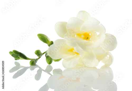 Beautiful freesia with fragrant flowers on white background