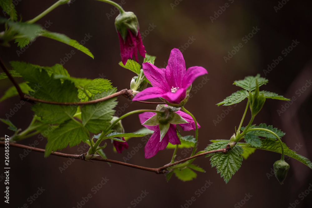 Obraz premium flowers on black background