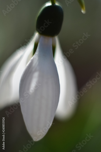 Cuadro en lienzo Macro shot of a snowdrop blooms