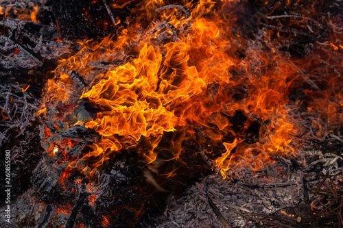 Flaming fire. Burning tree branches. Pagan rite dedicated to the arrival of spring. Big bonfire on Shrovetide. 