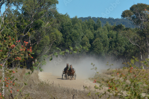 Sulky drivers exercising in open field in Tasmania © Rafael Ben-Ari