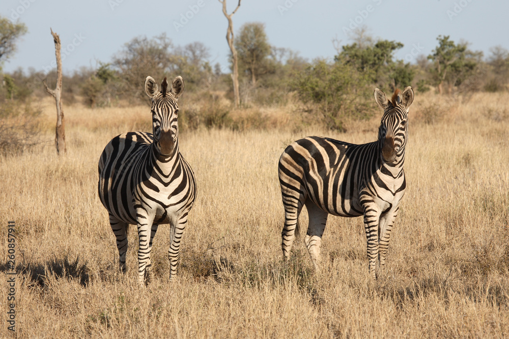 Obraz premium Steppenzebra / Burchell´s Zebra / Equus burchellii