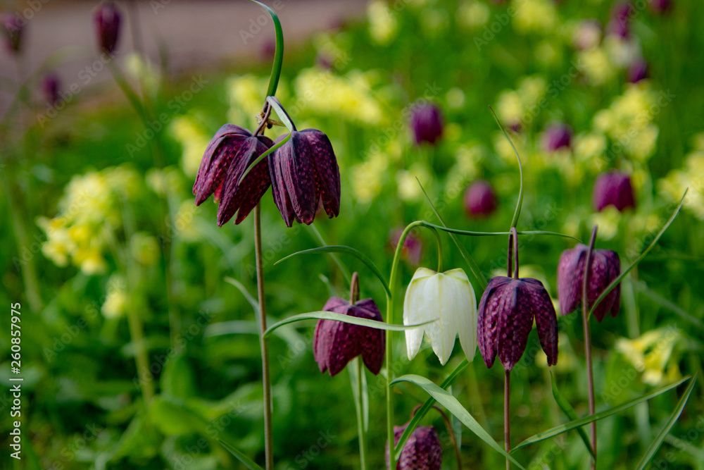 purple tulip flowers,