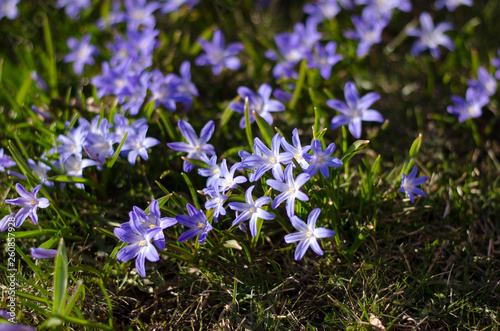 Scilla bifolia photo