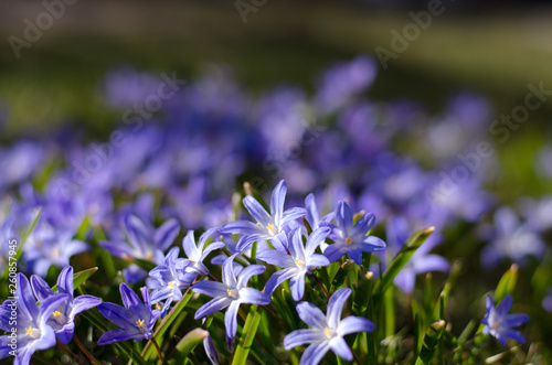 Scilla bifolia