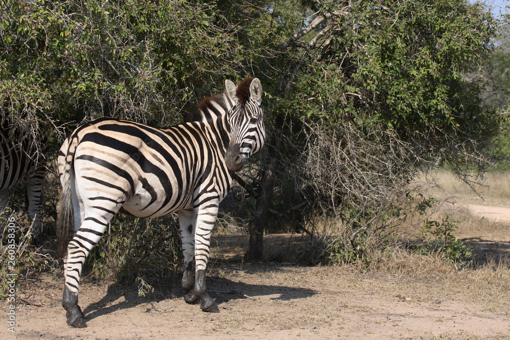 Steppenzebra / Burchell´s Zebra / Equus burchellii Steppenzebra / Burchell´s Zebra / Equus burchellii