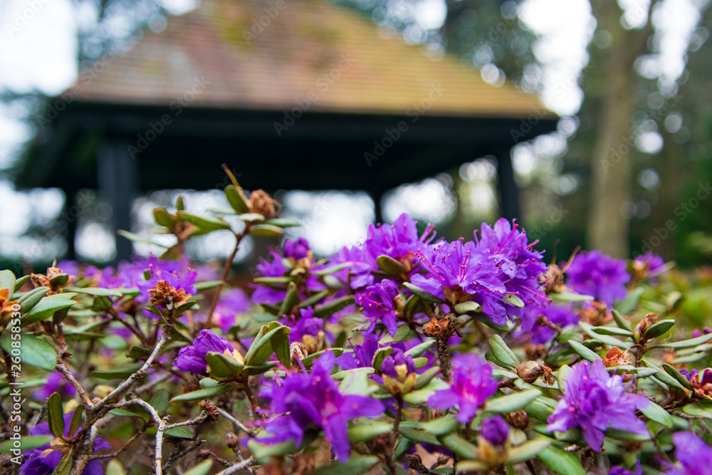 beautiful purple flowers and the wooden house gazebo in the background