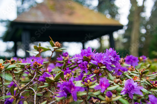 Obraz na płótnie beautiful purple flowers and the wooden house gazebo in the background w salonie