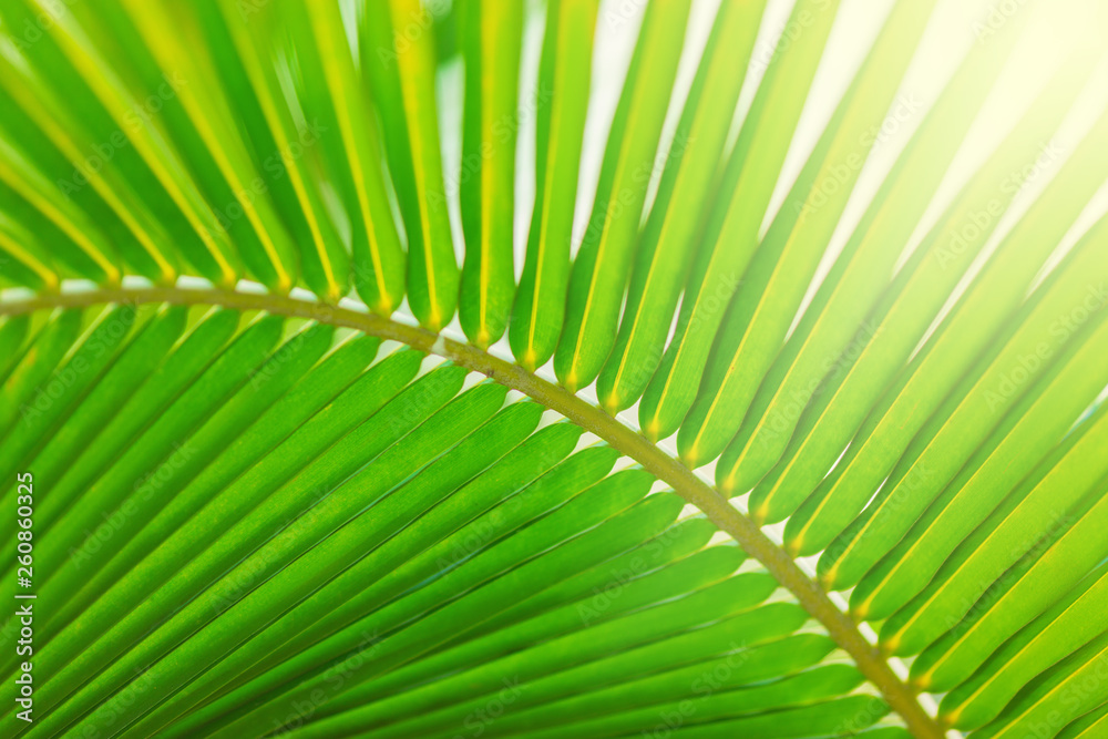 Fototapeta premium palm leaf pattern, summertime background