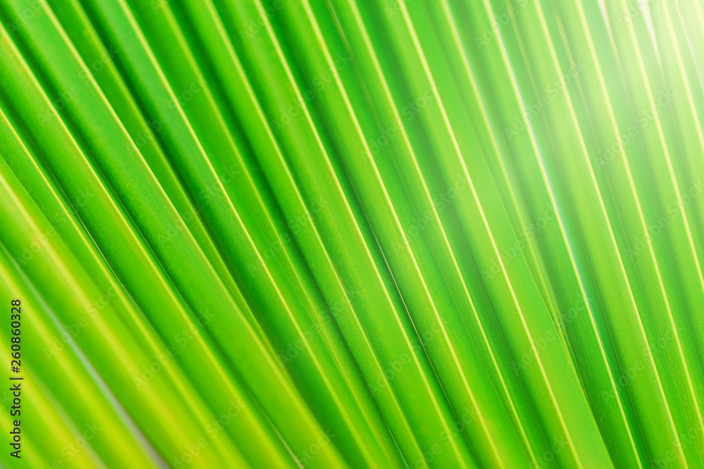 palm leaf pattern, summertime background palm leaf pattern, summertime background