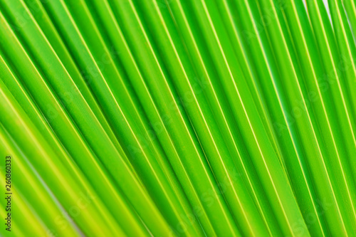 palm leaf pattern  summertime background