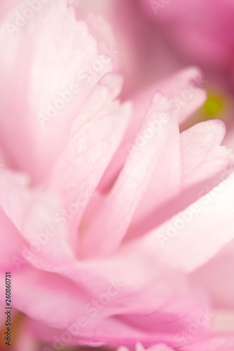 Close Up Macro Of Cherry Tree Pink Blossom 