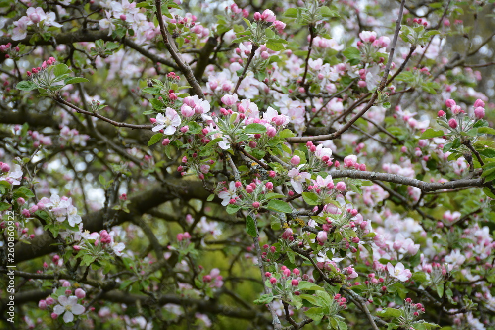 Pommier en fleurs, printemps 2019