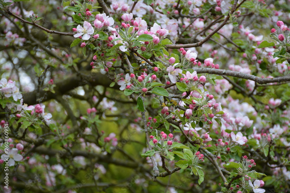 Pommier en fleurs, printemps 2019 Pommier en fleurs, printemps 2019