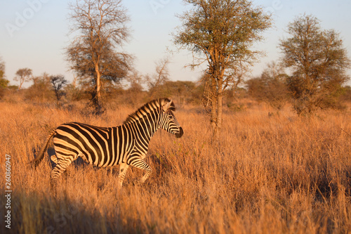 Steppenzebra   Burchell  s Zebra   Equus burchellii