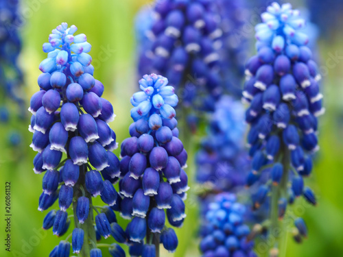 Grape hyacinth flowers, Muscari 'Joyce Spirit'