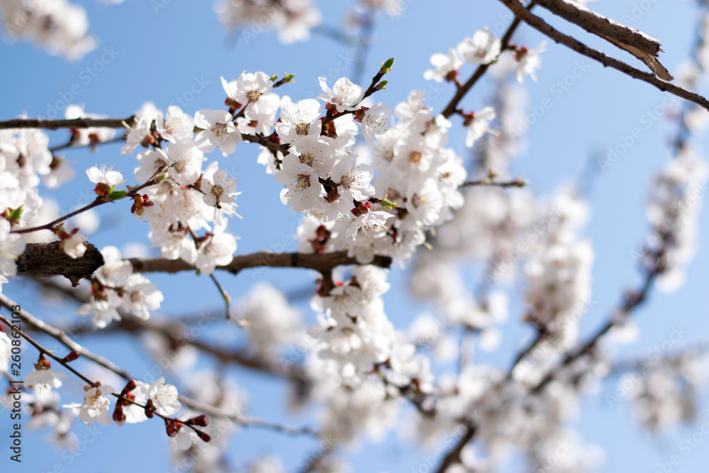 Sakura branches on the background of clear blue sky in spring Sakura branches on the background of clear blue sky in spring