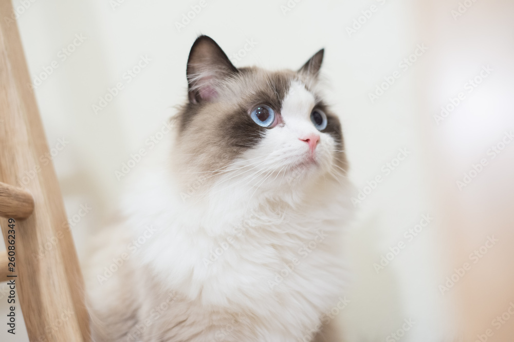 Ragdoll 