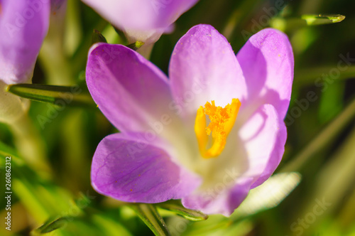 Beautiful crocus flower close up. Macro. Soft focus, selected focus.