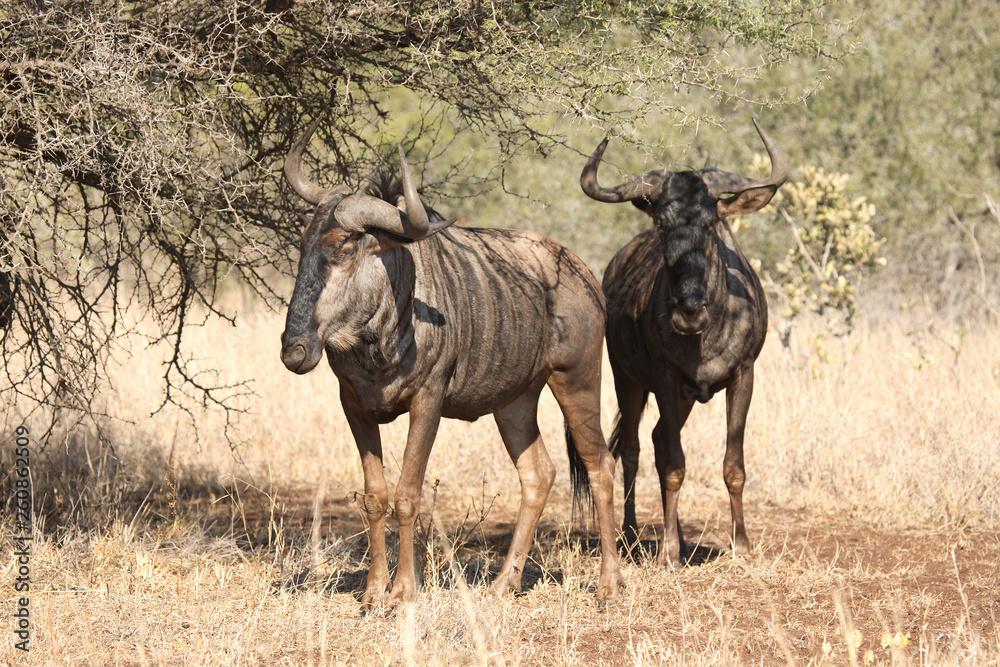 Streifengnu / Blue Wildebeest / Connochaetes taurinus Streifengnu / Blue Wildebeest / Connochaetes taurinus