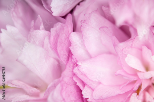 Close Up Macro Of Cherry Tree Pink Blossom 