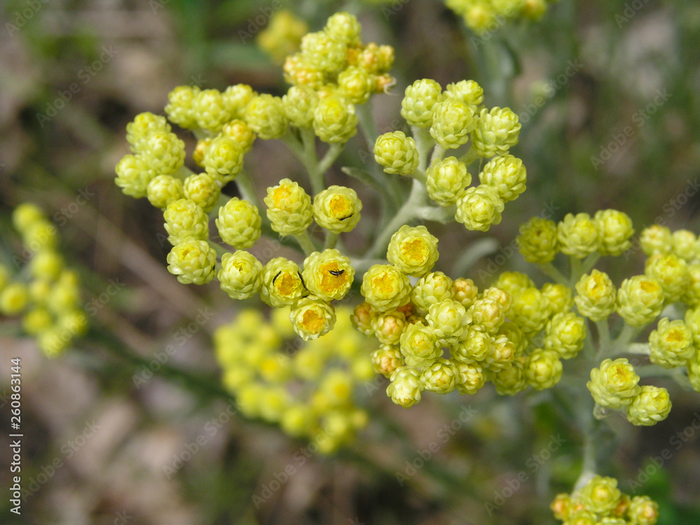 Obraz premium Yellow flowers immortelle close-up against the background of the earth view from above. Medicinal plants of Europe in July.